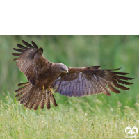 گونه کورکور سیاه Black Kite